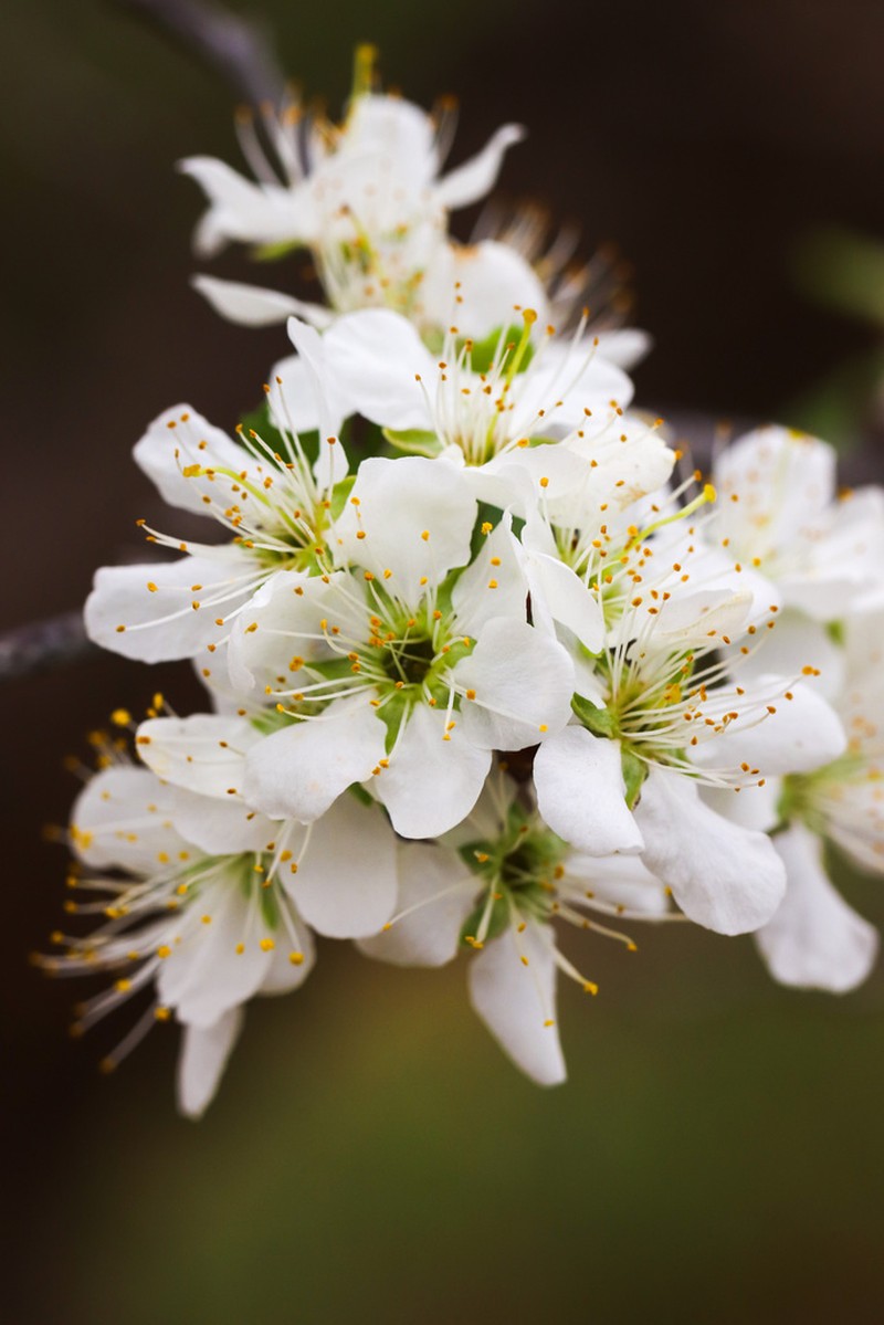 Chickasaw Plum photo 6