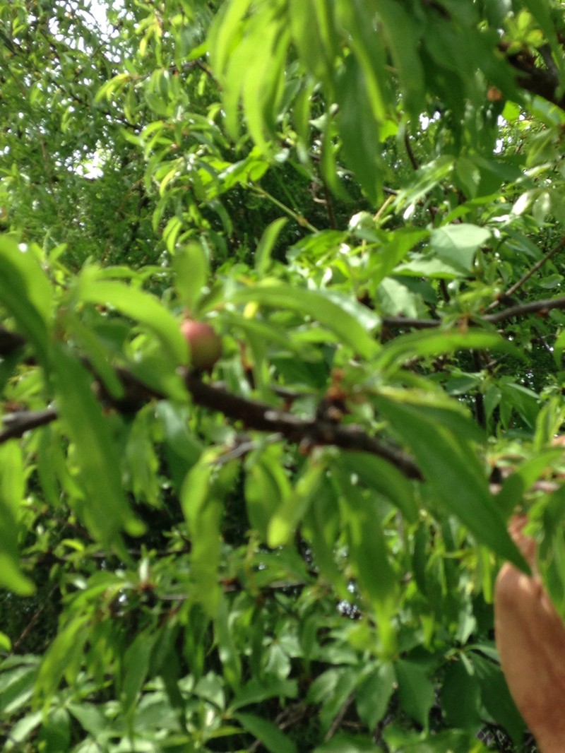 Chickasaw Plum photo 7