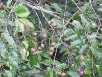 Prunus annularis