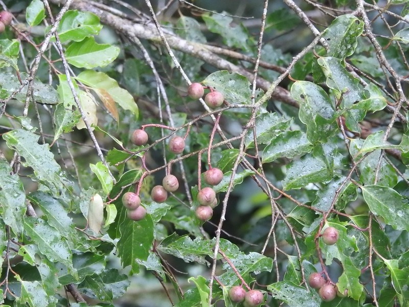 Prunus annularis