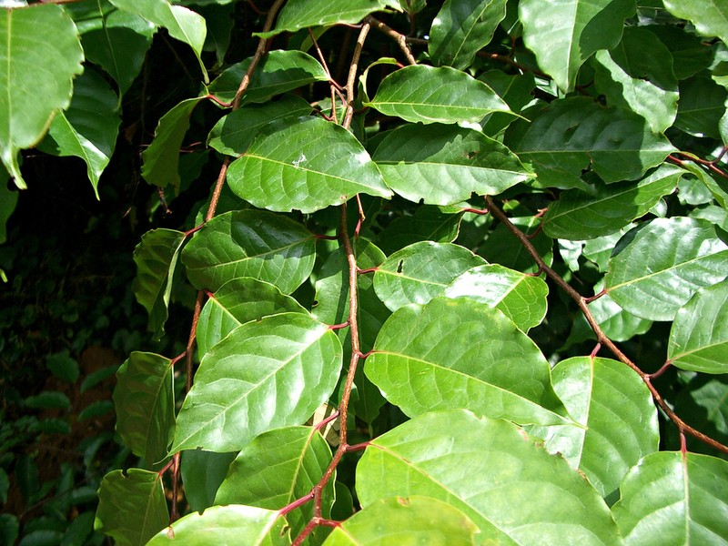 Prunus annularis photo 2