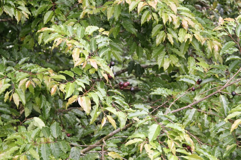 Prunus annularis photo 3