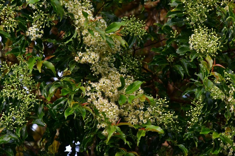 Prunus annularis photo 5