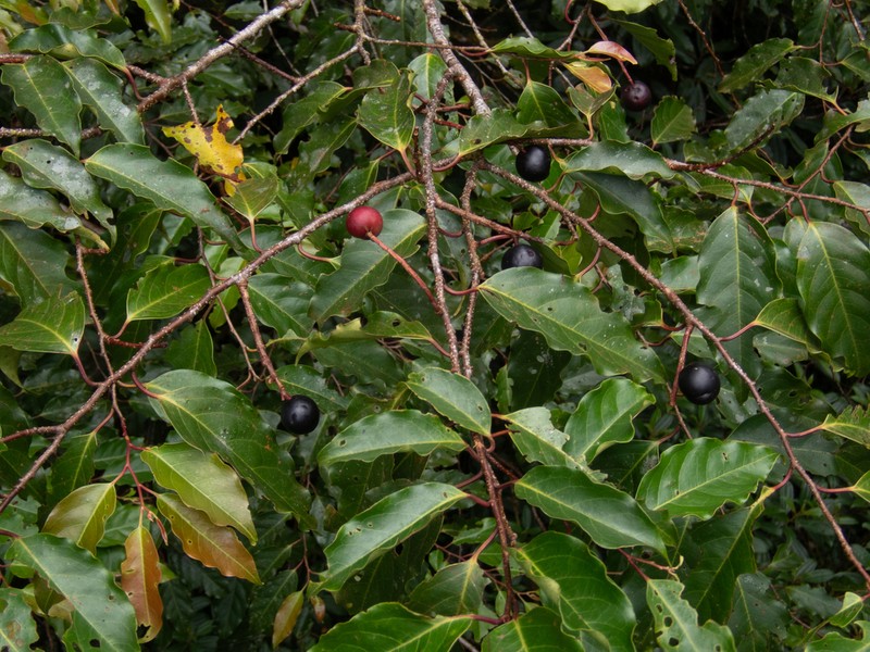 Prunus annularis photo 6