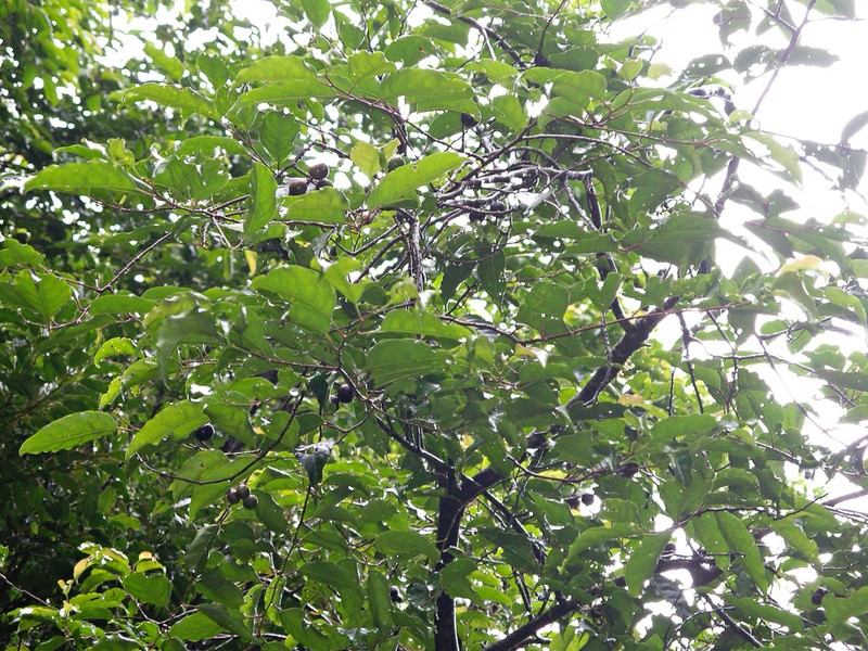 Prunus annularis photo 7