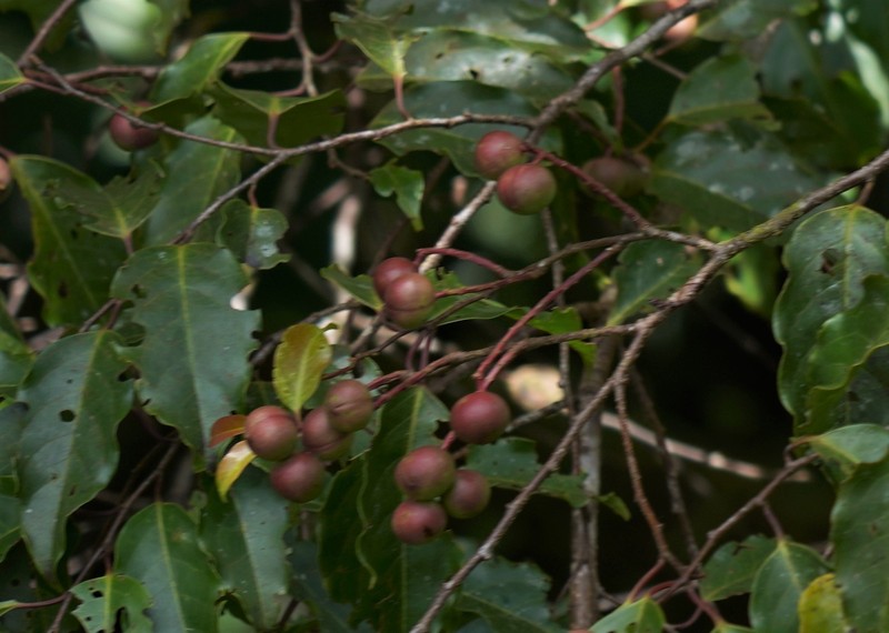 Prunus annularis photo 8