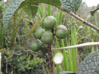 Prunus antioquensis