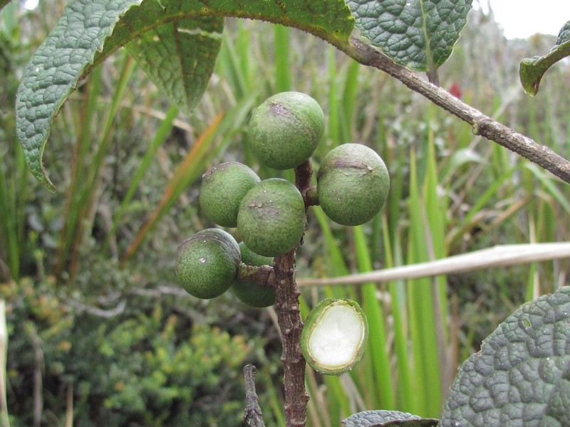Prunus antioquensis