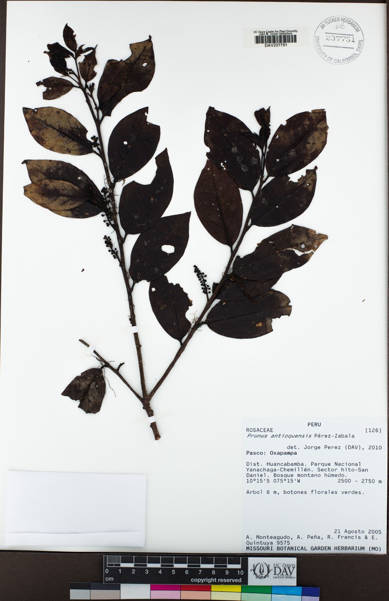 Prunus antioquensis photo 2