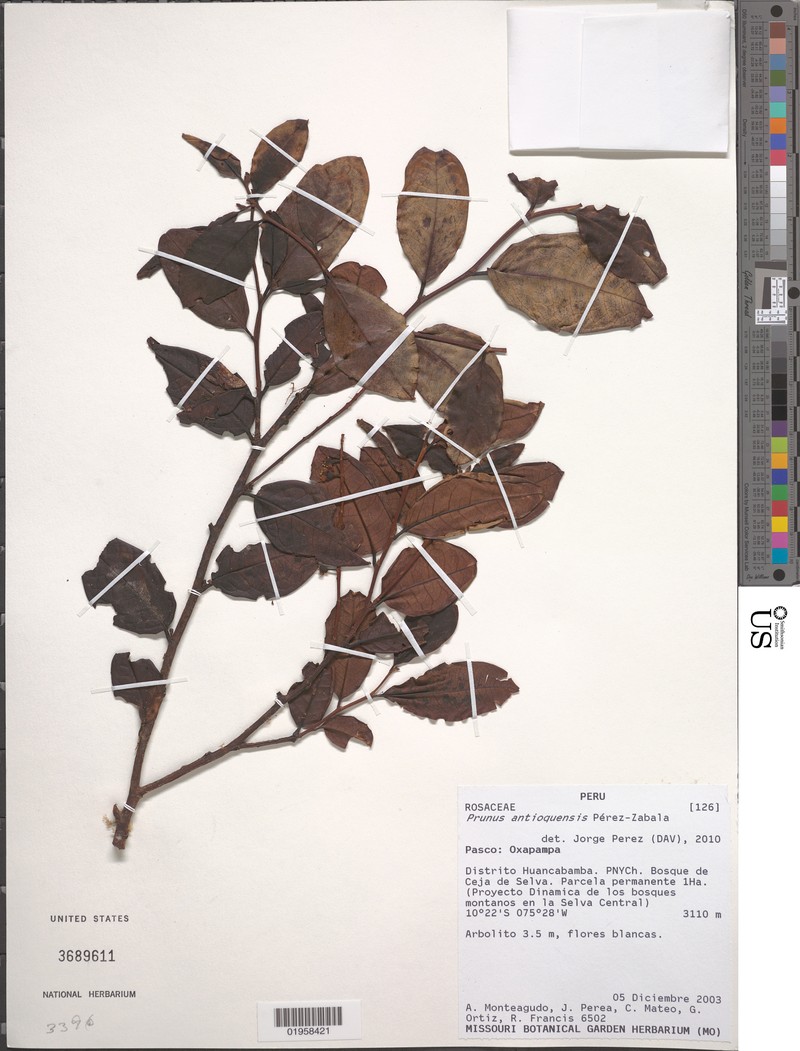 Prunus antioquensis photo 3