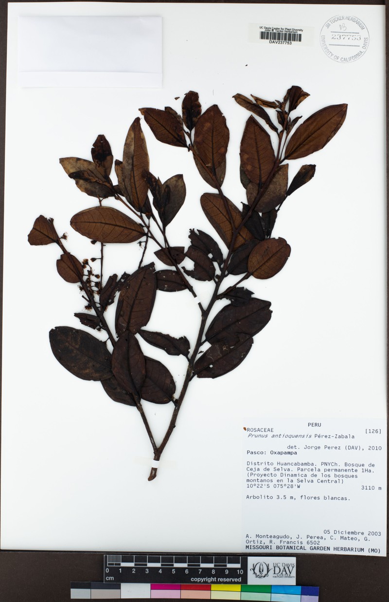 Prunus antioquensis photo 4
