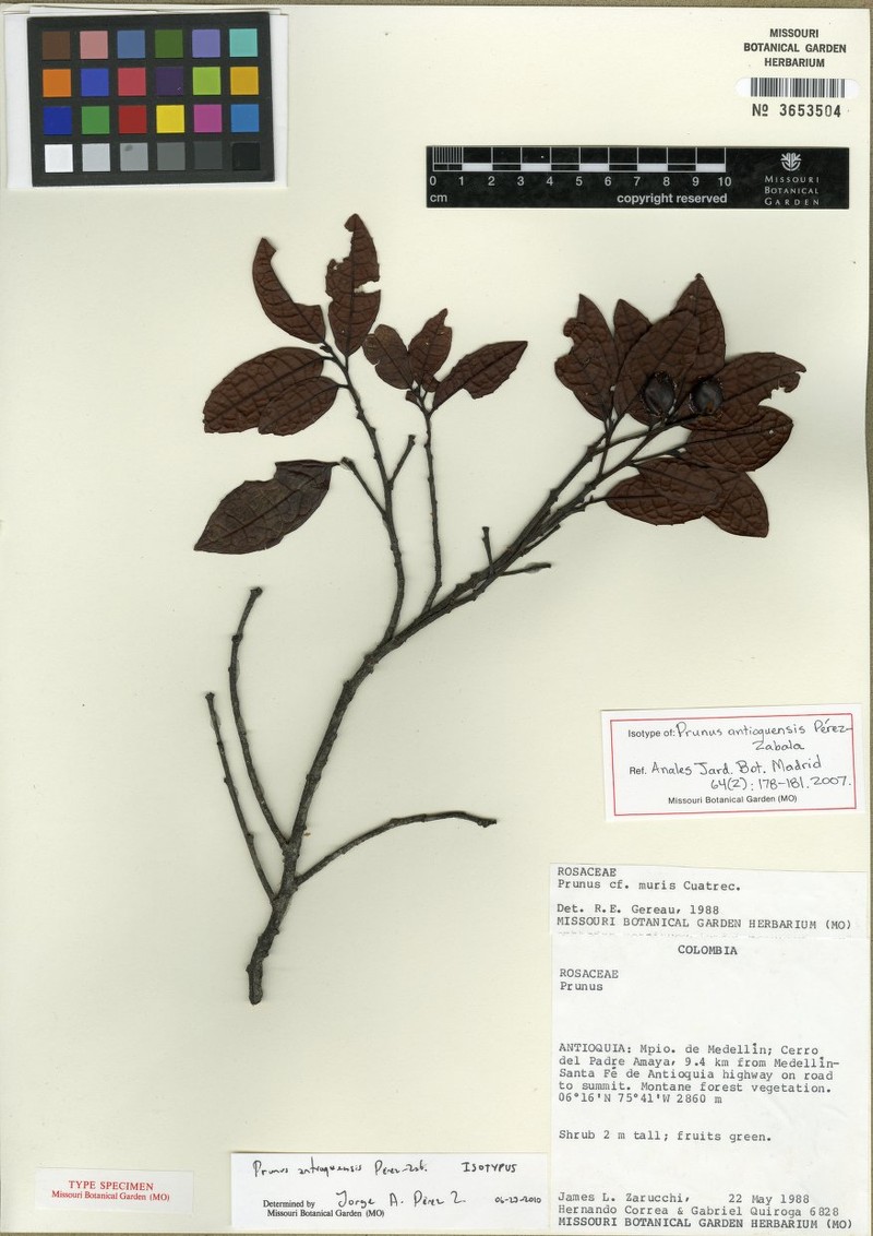 Prunus antioquensis photo 5