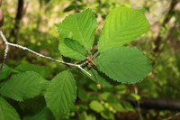 Prunus apetala