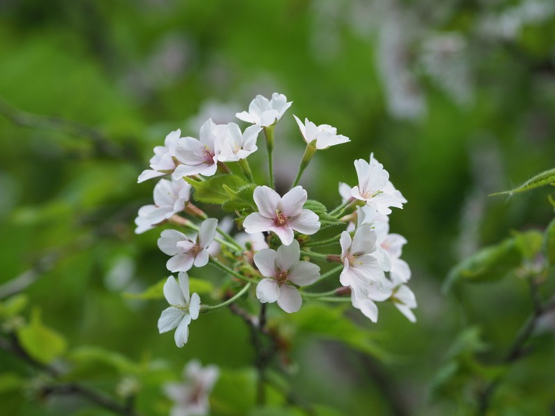 Prunus apetala photo 2