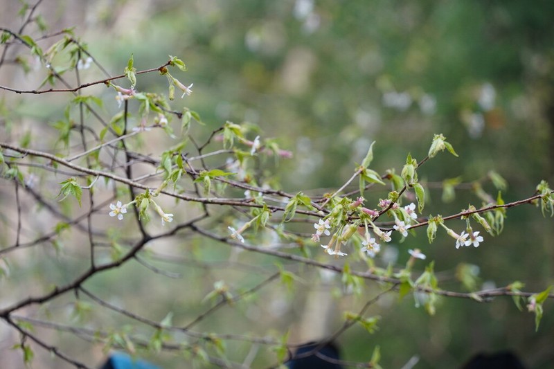 Prunus apetala photo 4