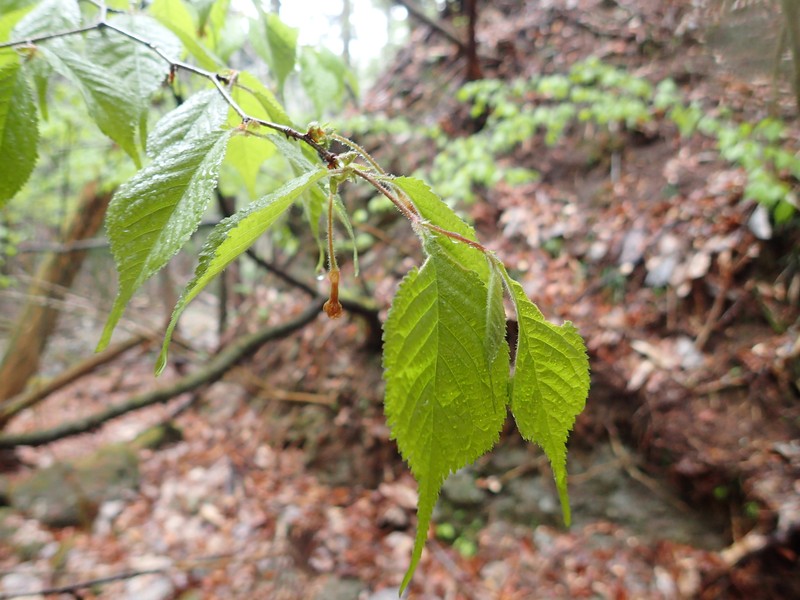 Prunus apetala photo 5