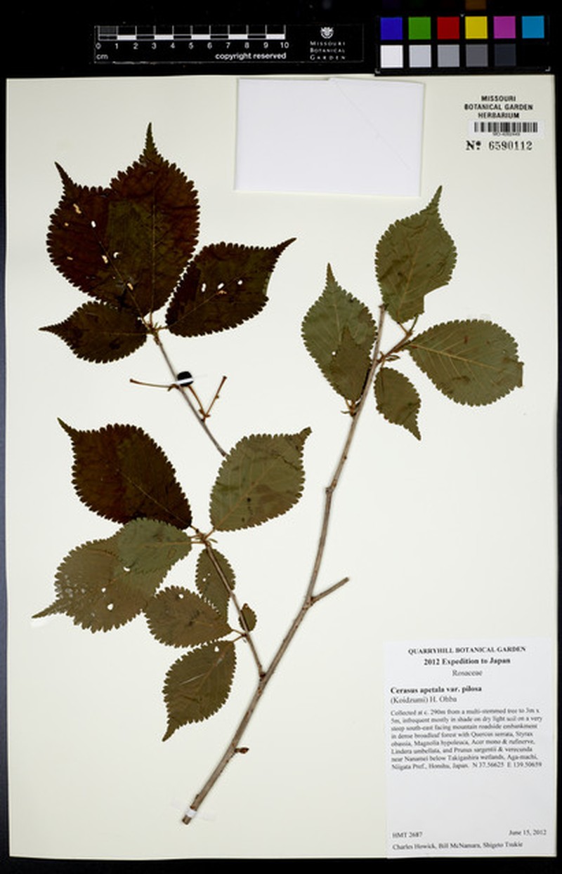 Prunus apetala photo 8