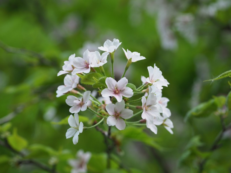 Prunus apetala var. pilosa