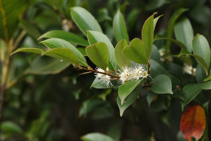 Prunus aquifolioides
