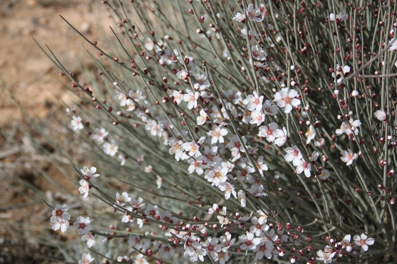 Prunus arabica photo 3