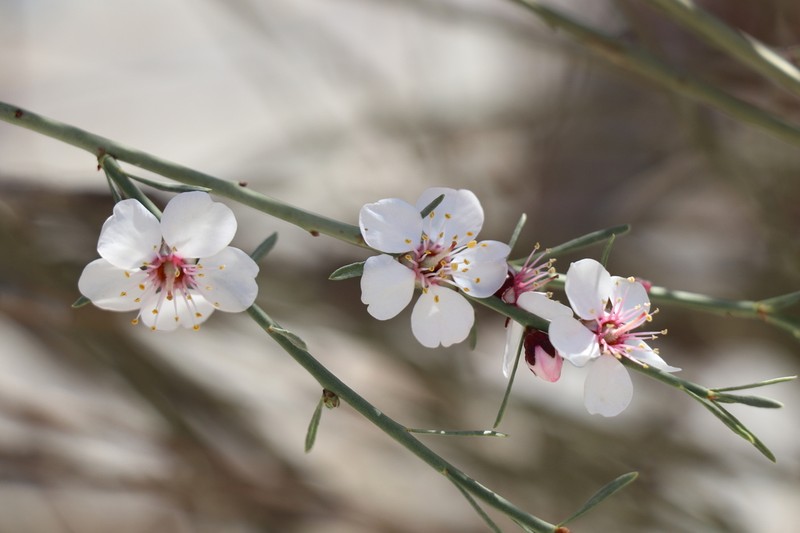 Prunus arabica photo 5