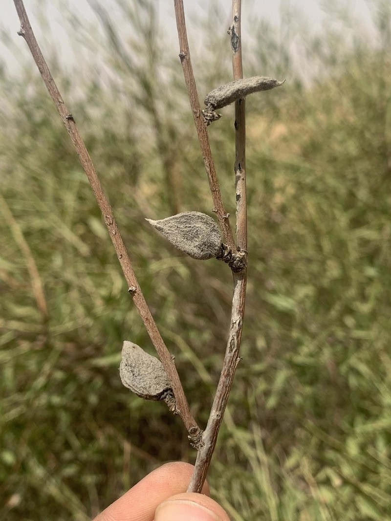 Prunus arabica photo 6