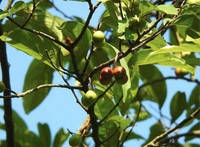 Prunus arborea