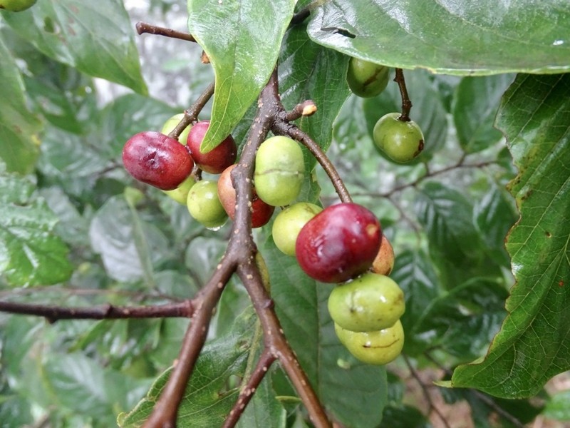 Prunus arborea photo 3