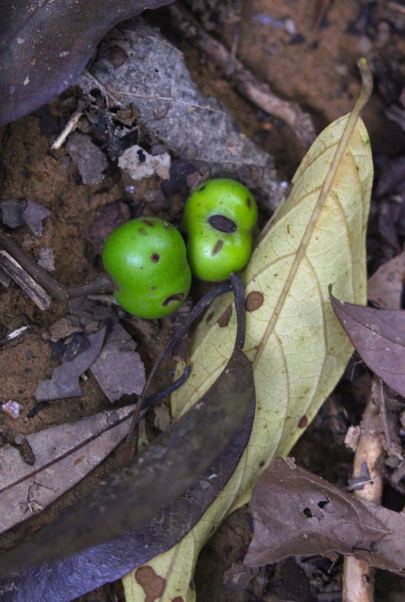 Prunus arborea photo 4