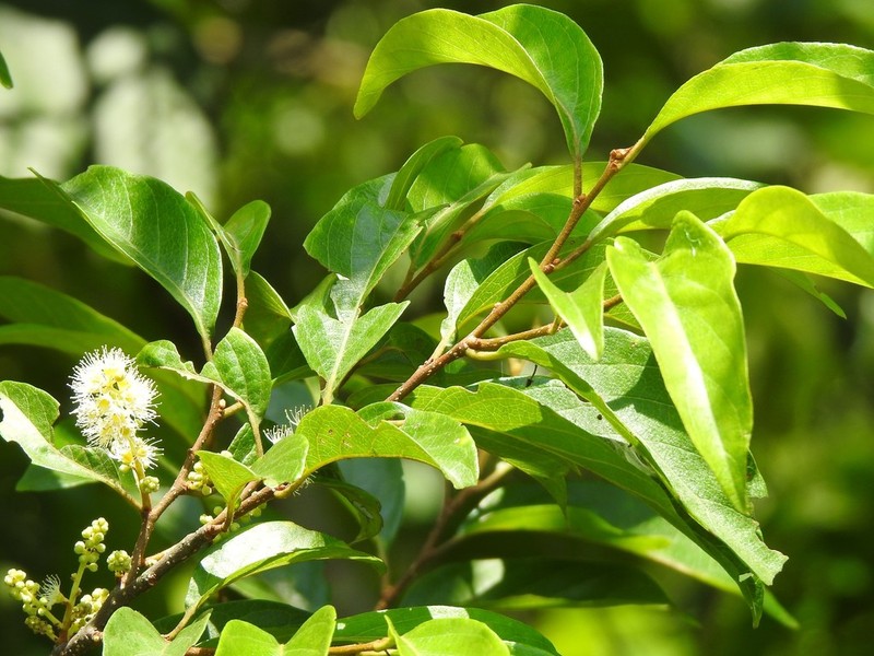 Prunus arborea photo 5