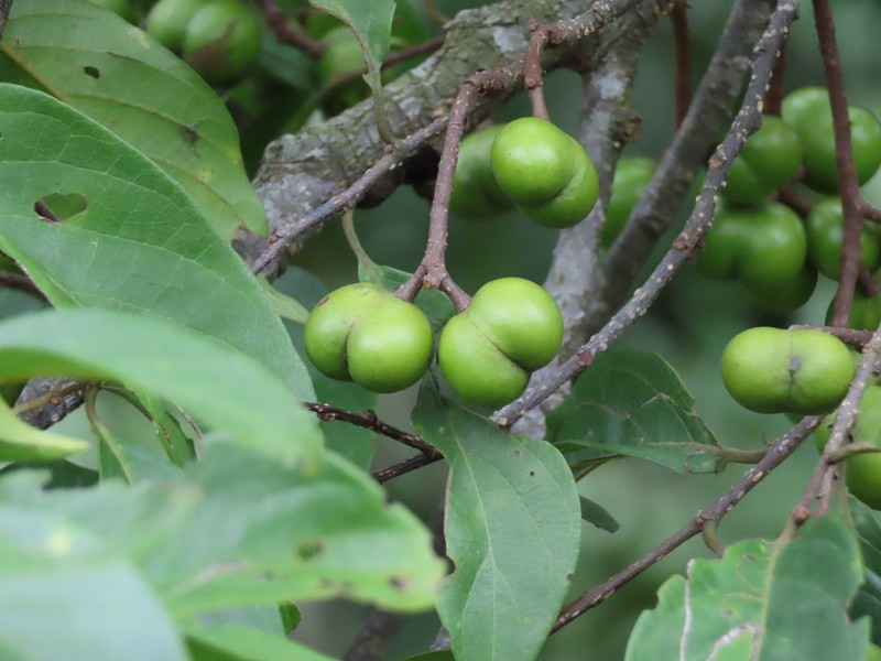 Prunus arborea photo 7