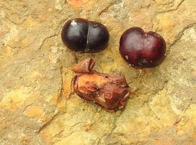 Prunus arborea photo 8