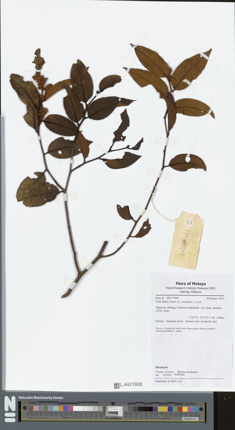 Prunus arborea var. alticola