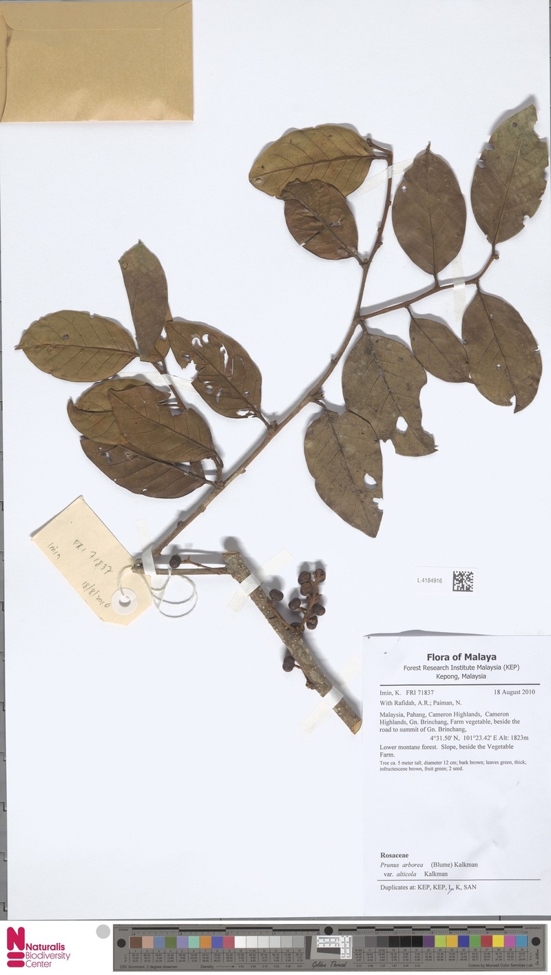 Prunus arborea var. alticola photo 2
