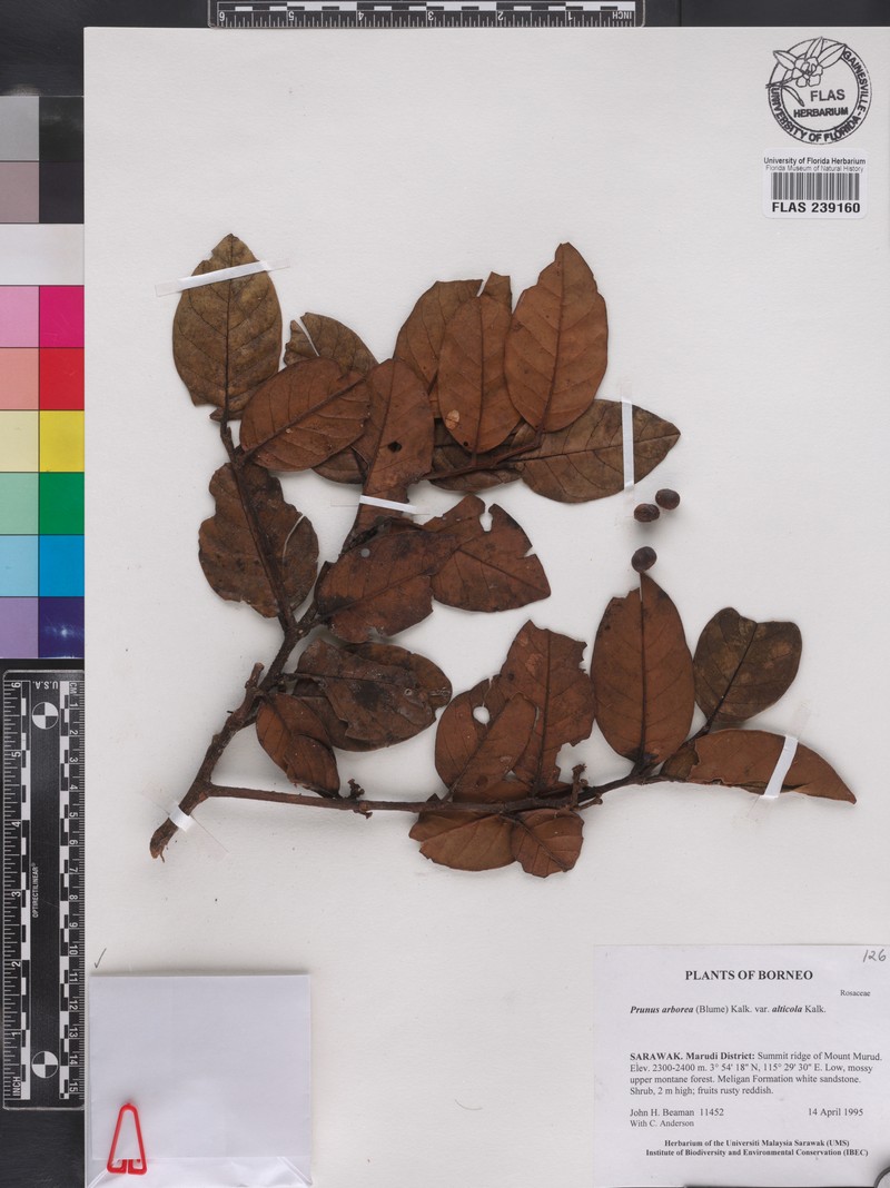 Prunus arborea var. alticola photo 3