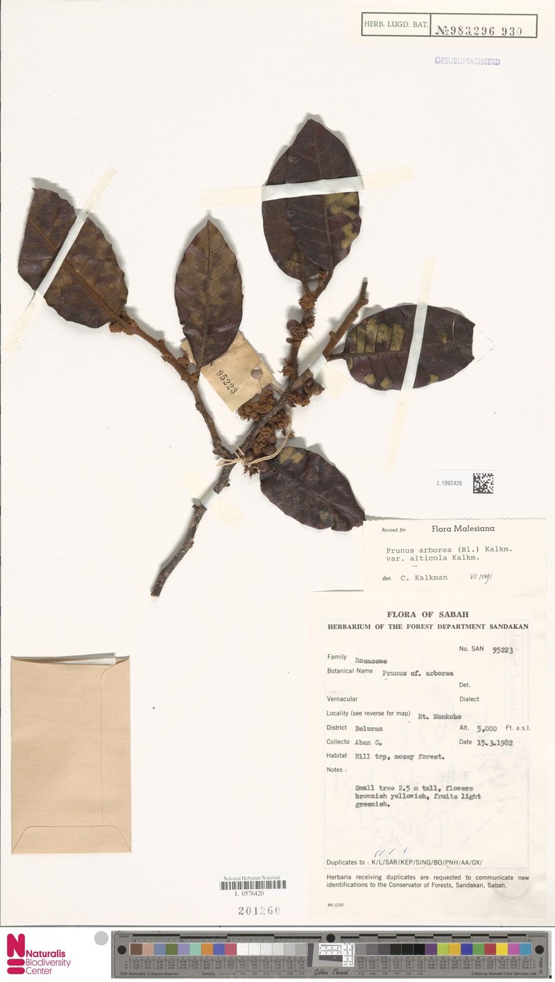 Prunus arborea var. alticola photo 4