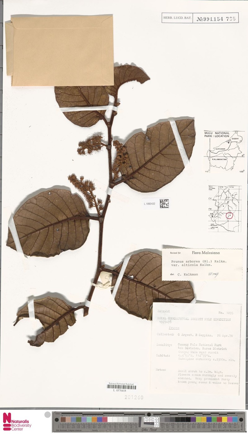 Prunus arborea var. alticola photo 5