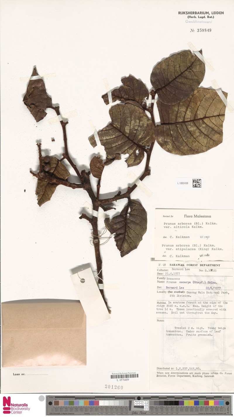 Prunus arborea var. alticola photo 6
