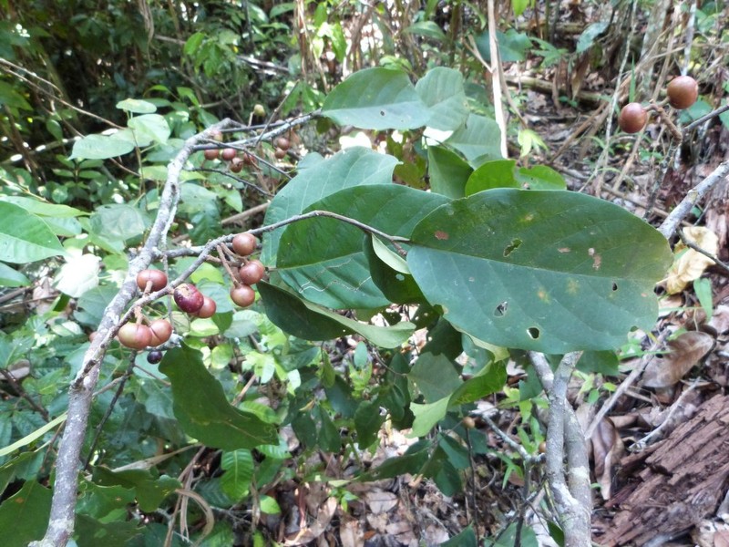 Prunus arborea var. arborea