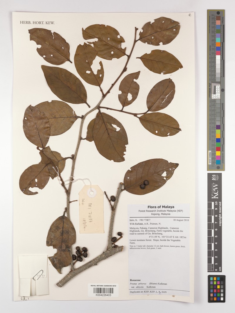 Prunus arborea var. arborea photo 2