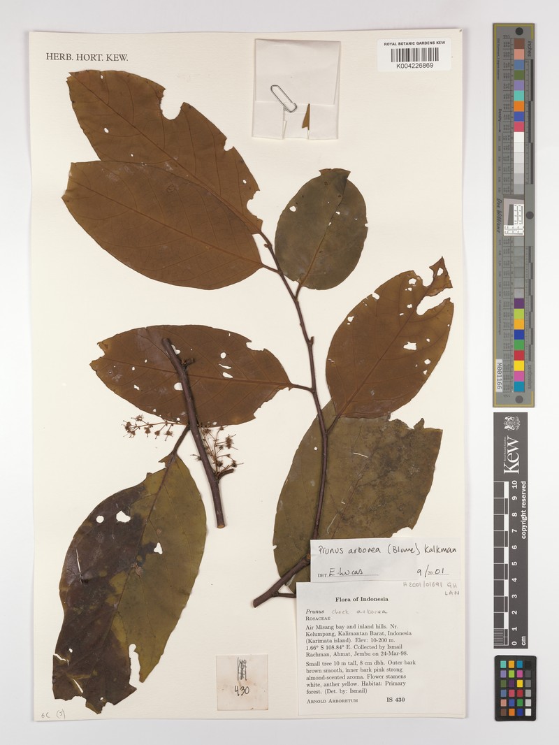 Prunus arborea var. arborea photo 3