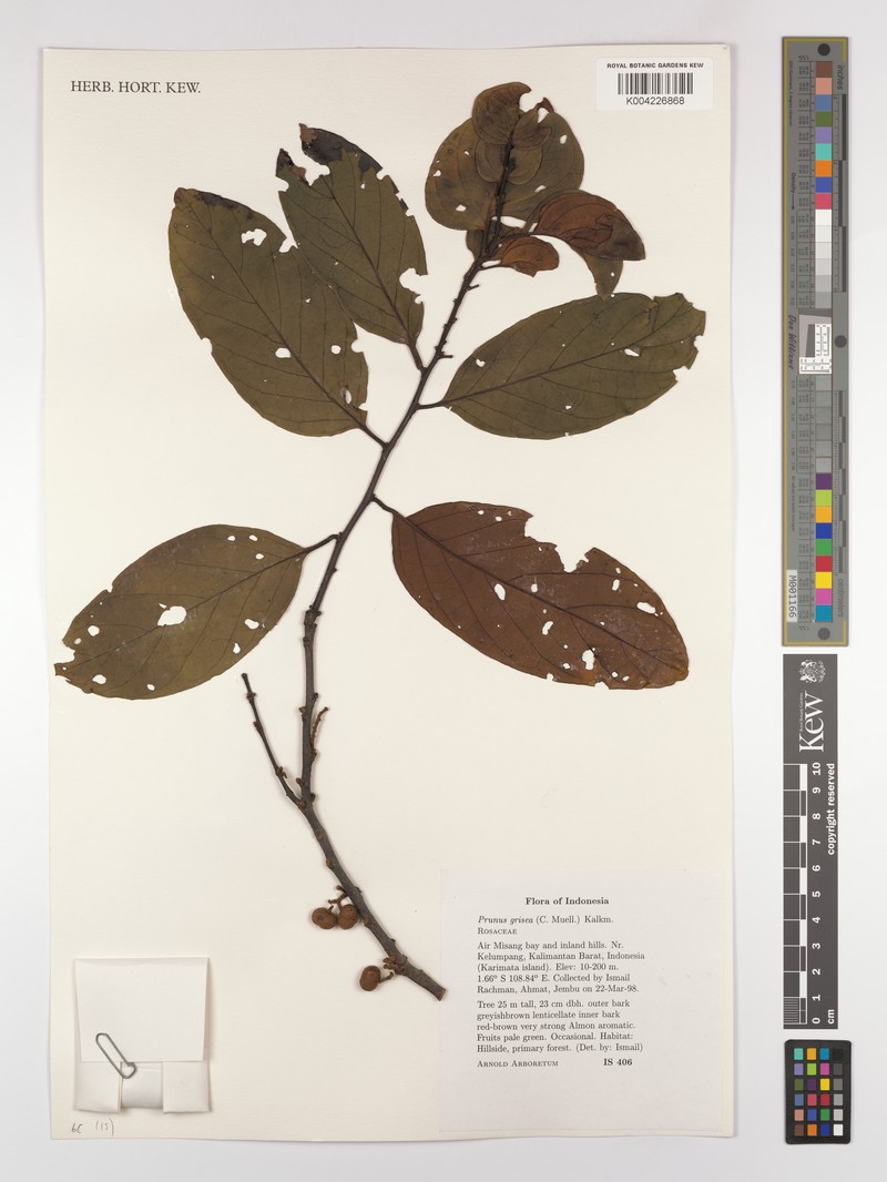 Prunus arborea var. arborea photo 4