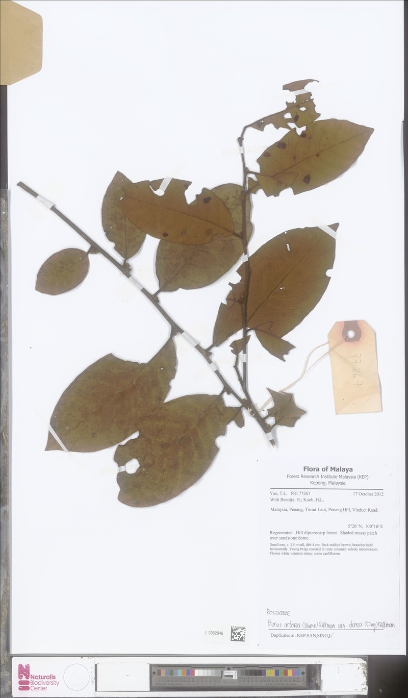 Prunus arborea var. densa