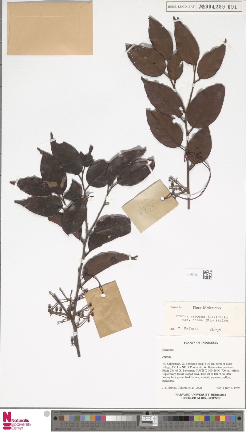 Prunus arborea var. densa photo 2