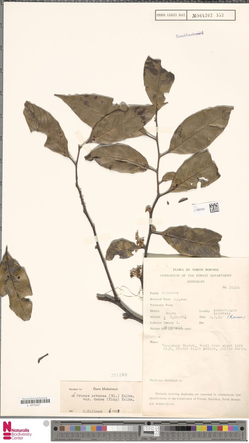 Prunus arborea var. densa photo 3