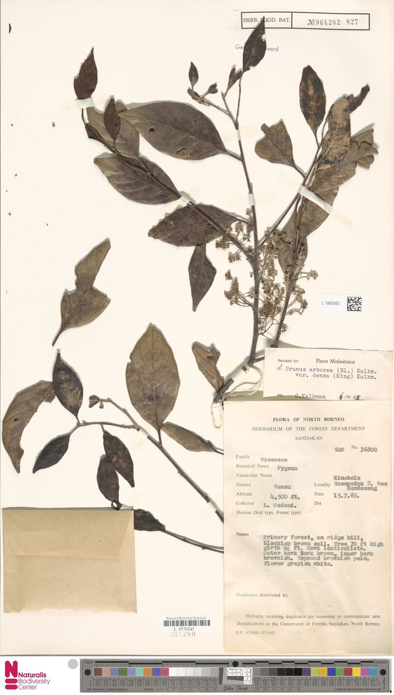 Prunus arborea var. densa photo 4