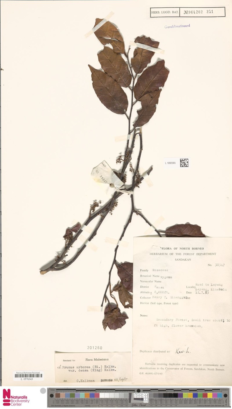 Prunus arborea var. densa photo 5