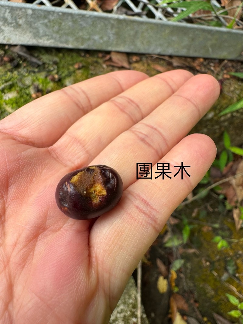 Prunus arborea var. montana