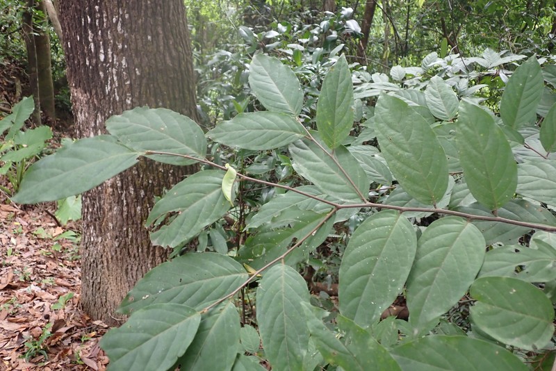 Prunus arborea var. montana photo 2
