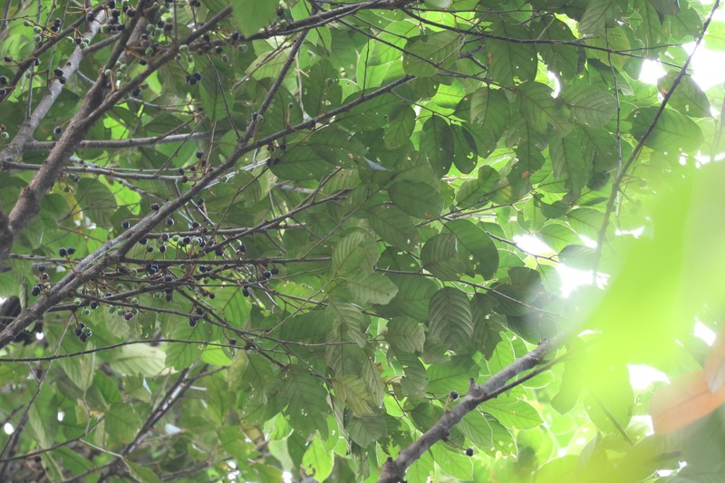 Prunus arborea var. montana photo 4